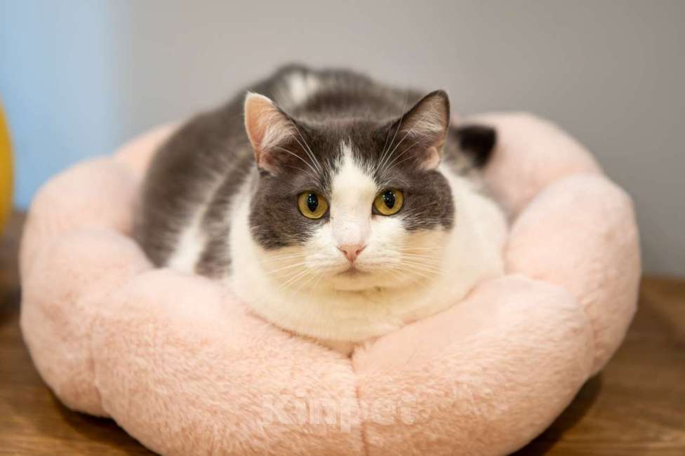 Кошки в Москве: кошка Аглая в добрые руки Девочка, Бесплатно - фото 9