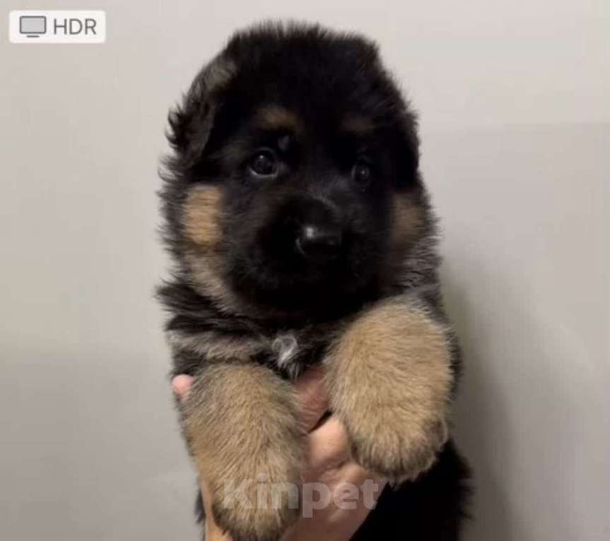 Собаки в Екатеринбурге: Щенки немецкой овчарки Разнополые, Бесплатно - фото 3