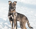 Собаки в Сергиеве Посаде: Ноэль ищет семью  Девочка, Бесплатно - фото 4