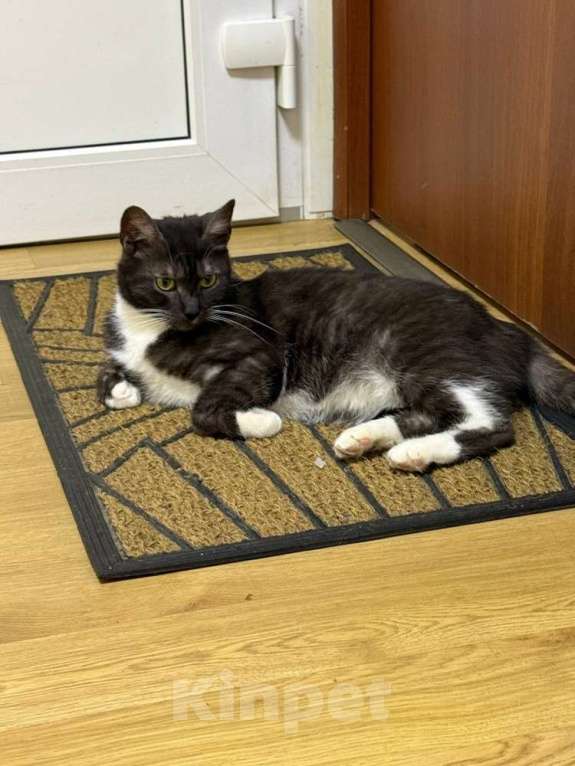 Кошки в Москве: Ласковые кошечки — мама и дочка ищут дом Девочка, Бесплатно - фото 10