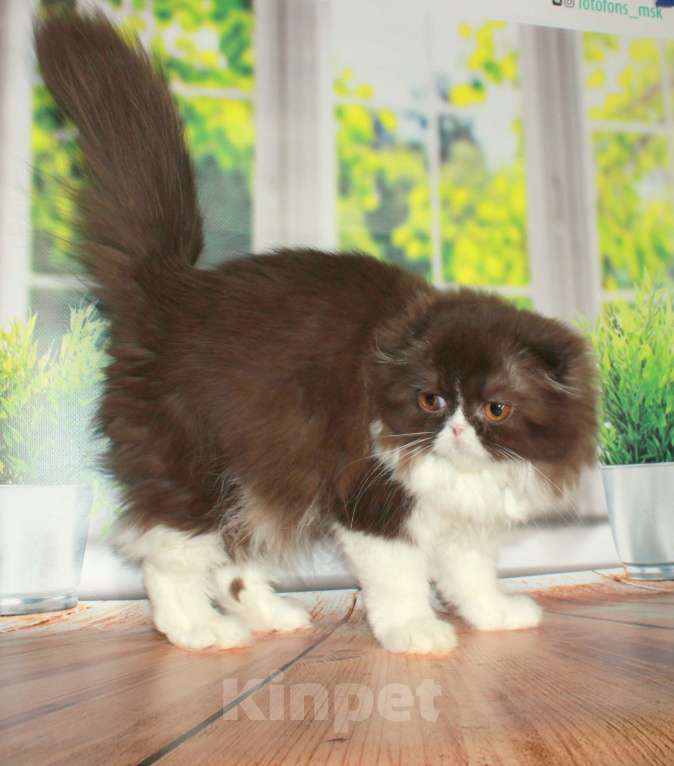 Кошки в Санкт-Петербурге: Шотландская вислоухая шоколадная Девочка, 35 000 руб. - фото 2