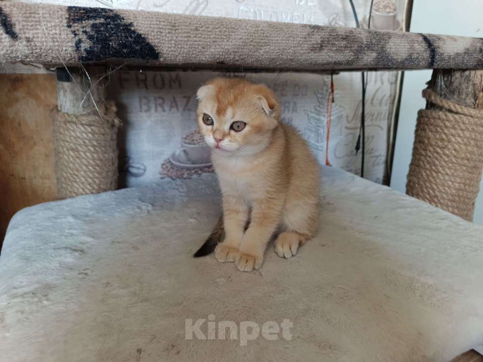 Кошки в Екатеринбурге: Вислоухая девочка окраса ny11 Девочка, 16 000 руб. - фото 9