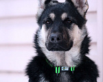 Собаки в Искитиме: Девочка восточноевропейской овчарки - 5 месяцев Девочка, Бесплатно - фото 1