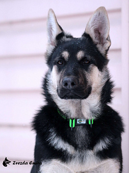 Девочка восточноевропейской овчарки - 5 месяцев