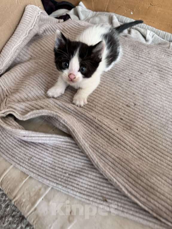 Кошки в Ростове-на-Дону: Кошку с котятами выбросили, временно живут в подъезде Разнополые, Бесплатно - фото 3