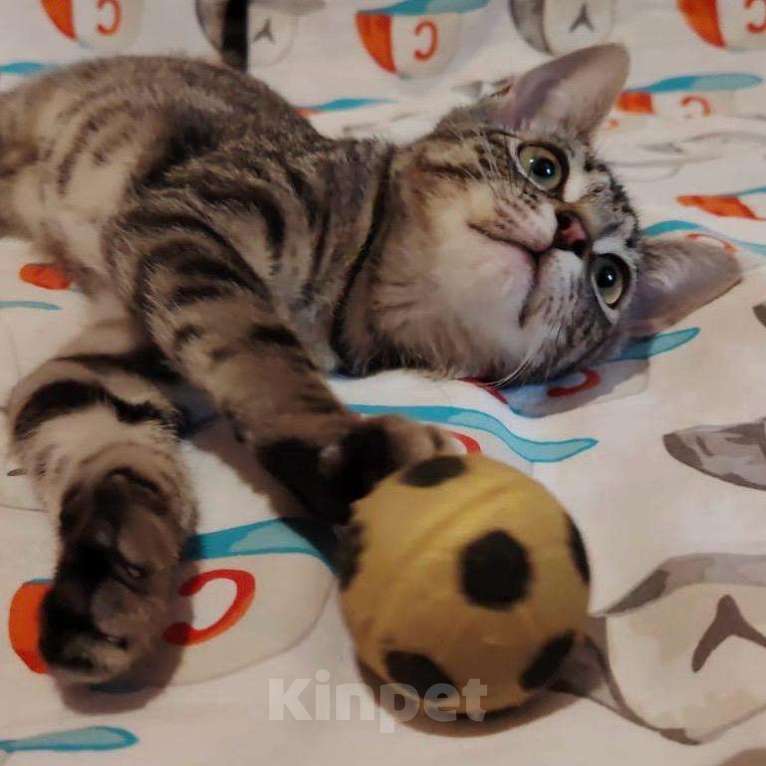 Кошки в Санкт-Петербурге: Котенок Вальс в добрые руки Мальчик, Бесплатно - фото 2