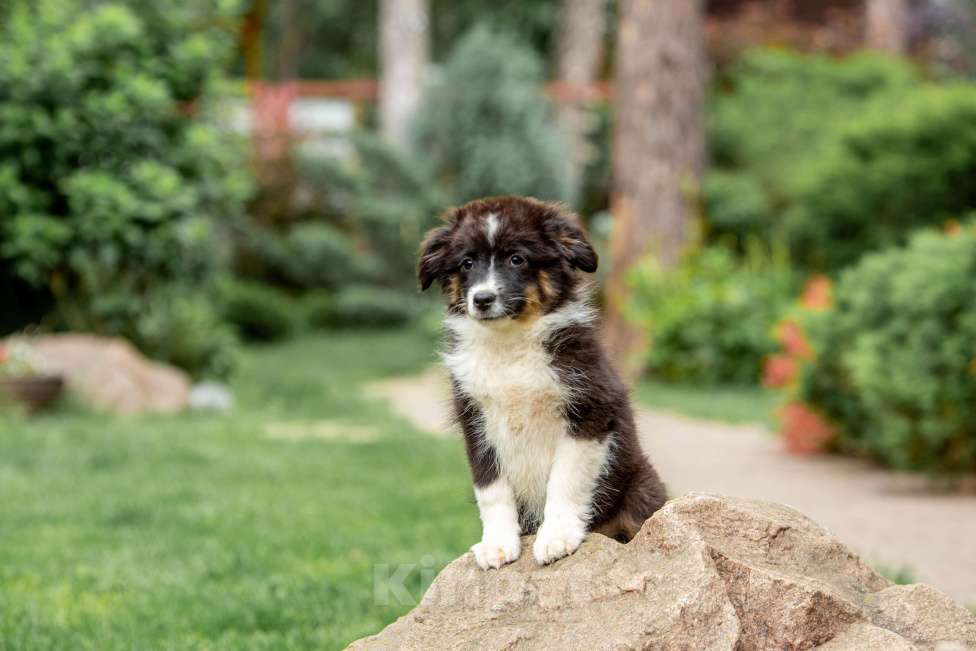 Собаки в Москве: Миниаусси щенок, MAS Девочка, Бесплатно - фото 4