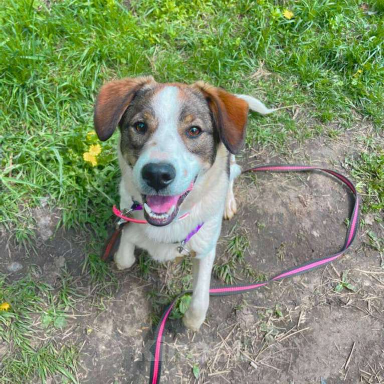 Собаки в Москве: Денди Мальчик, Бесплатно - фото 2