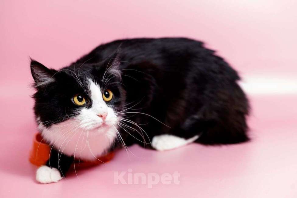 Кошки в Москве: Кошка- бояка Улечка Девочка, Бесплатно - фото 4