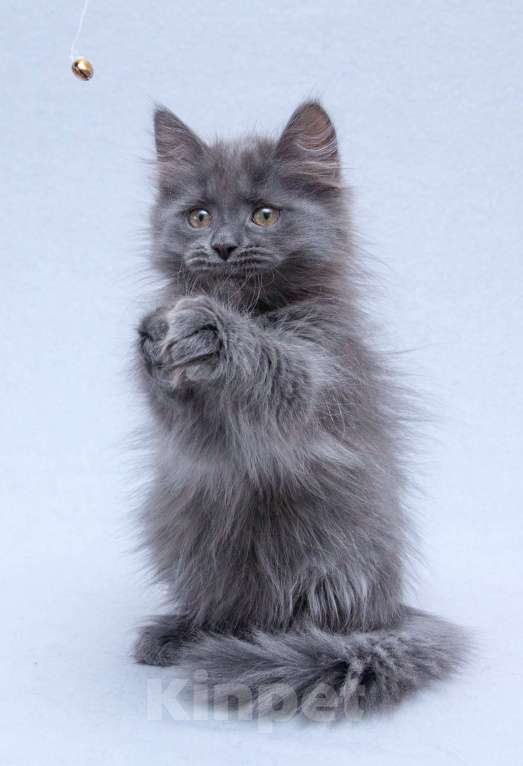 Кошки в Москве: Три пушистых котёнка в добрые руки Девочка, Бесплатно - фото 1