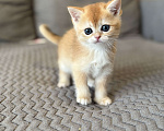 Кошки в Москве: Котенок британский. Девочка  Девочка, 18 000 руб. - фото 1