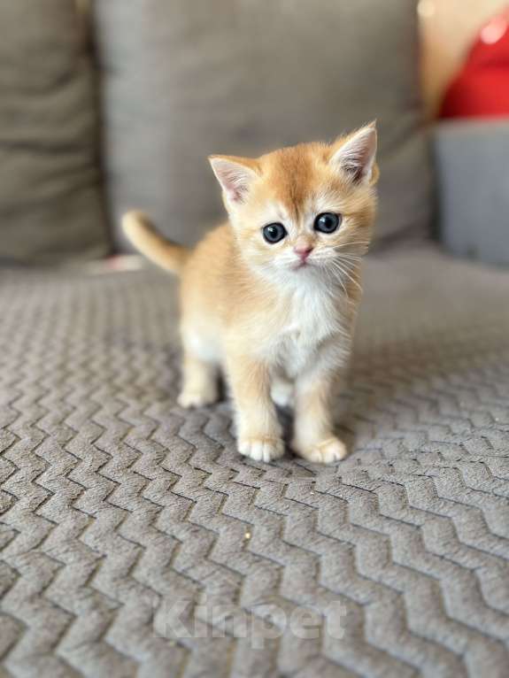 Кошки в Москве: Котенок британский. Девочка  Девочка, 18 000 руб. - фото 1