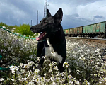 Собаки в Москве: Яра Девочка, Бесплатно - фото 2