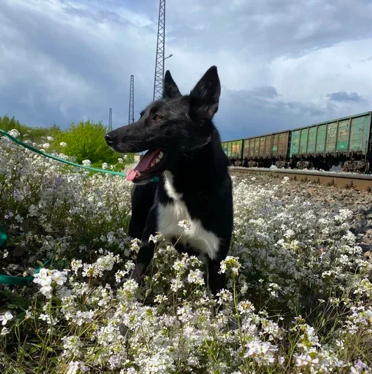 Собаки в Москве: Яра Девочка, Бесплатно - фото 2