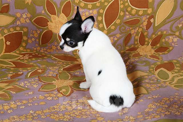 Собаки в Люберцах: Чихуахуа щенки Мальчик, Бесплатно - фото 3