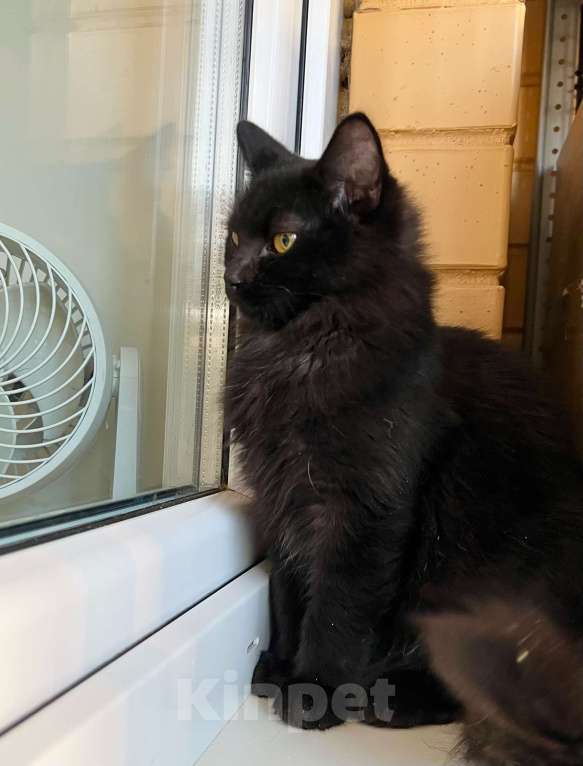 Кошки в Москве: Чудесная пушистая Пушинка, котенок в добрые руки Девочка, Бесплатно - фото 6