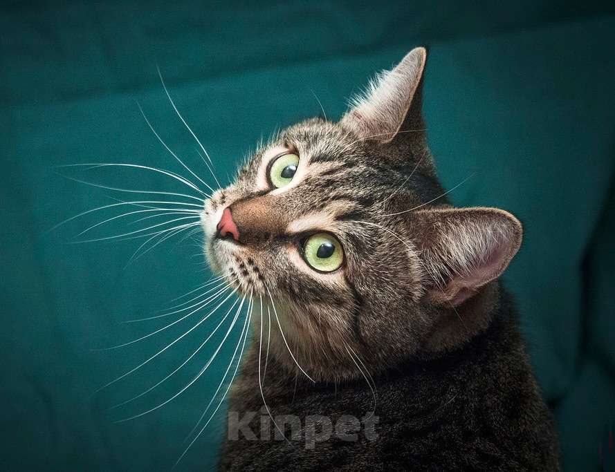 Кошки в Москве: Шикарный шпротный кот Вася в добрые руки Мальчик, Бесплатно - фото 5