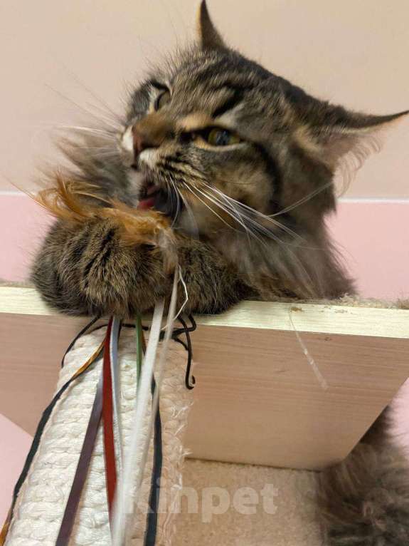 Кошки в Москве: Молодой роскошный ласковый котик! Мальчик, 10 руб. - фото 6