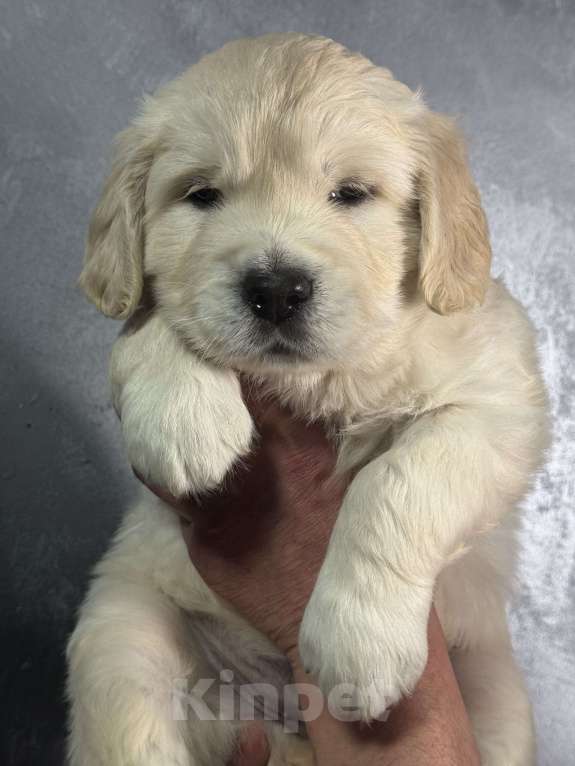 Собаки в других городах Челябинской области: Щенок золотистый ретривер Мальчик, 80 000 руб. - фото 4