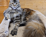 Кошки в Казани: Котенок мейн-кун Девочка, Бесплатно - фото 3