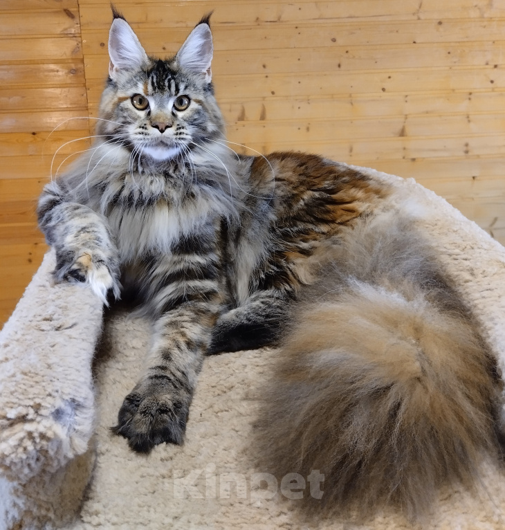 Кошки в Казани: Котенок мейн-кун Девочка, Бесплатно - фото 3