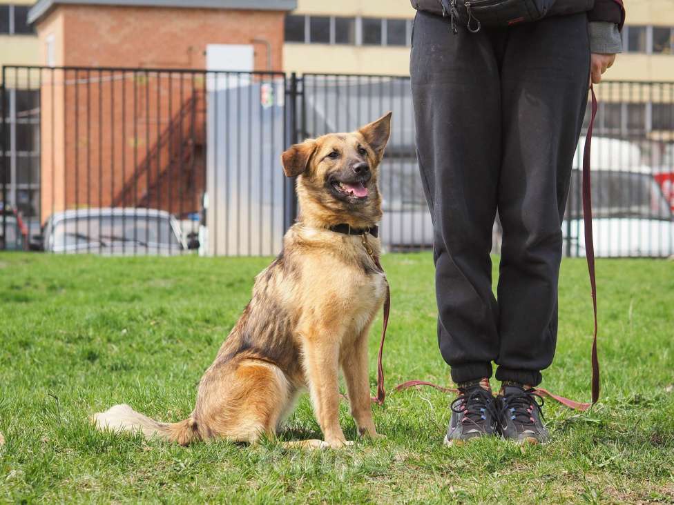 Собаки в Москве: Лея Девочка, 300 руб. - фото 3