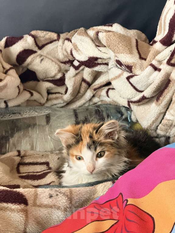 Кошки в Москве: Котенок Алёнка Девочка, Бесплатно - фото 2
