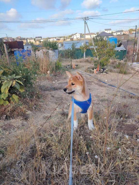 Собаки в Севастополе: Щенок  Сиба  зовут Акибо от Чемпионов Мальчик, Бесплатно - фото 8