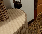 Кошки в Москве: Котенок в добрые руки Девочка, Бесплатно - фото 3