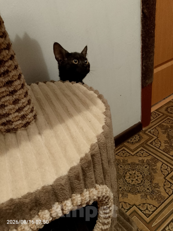 Кошки в Москве: Котенок в добрые руки Девочка, Бесплатно - фото 3