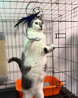 Полтора года в Зооцентре живет никому не заметная кошечка Масяня...