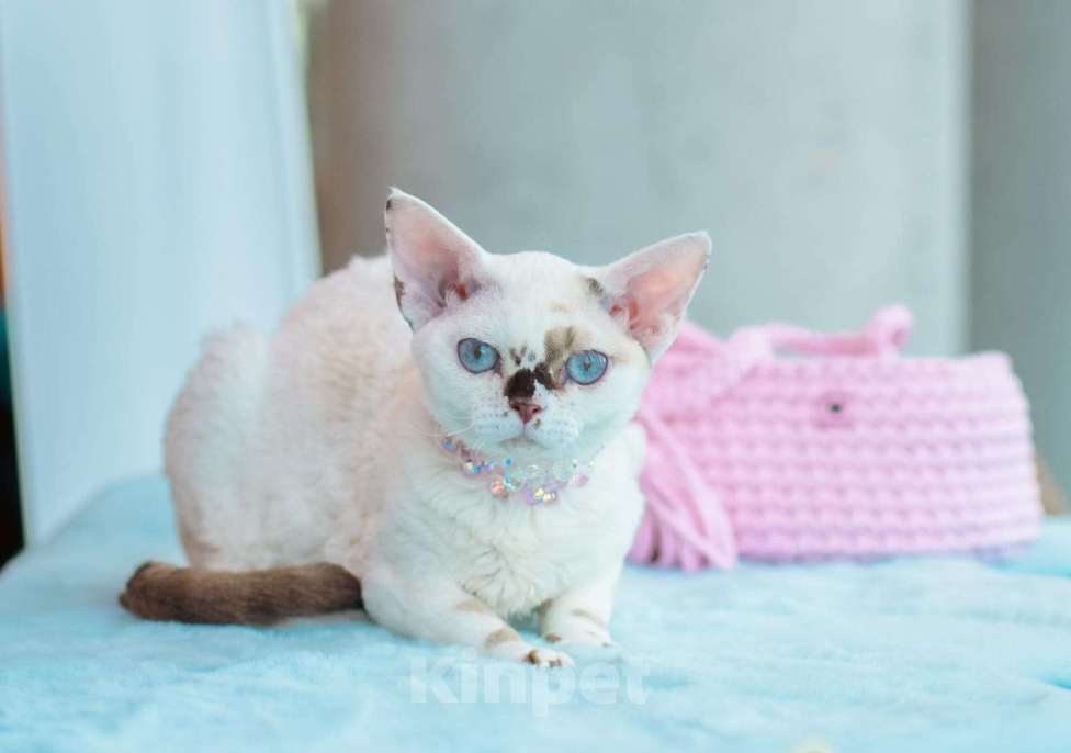 Кошки в Новосибирске: Девочка девон рекс Девочка, 60 000 руб. - фото 9