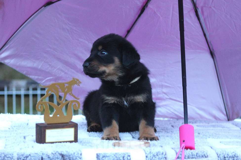 Собаки в Перми: Щенок Босерона  Девочка, 40 000 руб. - фото 3