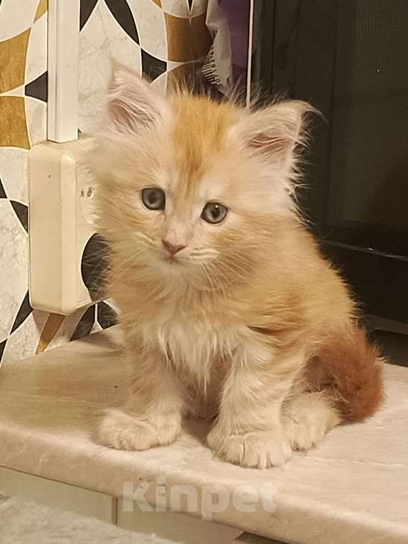 Кошки в Соколе: Mей-Кун.Величие в каждом пушистом шаге. Девочка, 20 000 руб. - фото 1