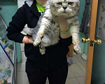 Кошки в Улане-Удэ: Жених, 1 500 руб. - фото 1