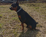 Собаки в Одинцово: Вязка цвергпинчера, 2 000 руб. - фото 2