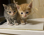 Кошки в Ардоне: Котята, Бесплатно - фото 1