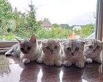 Кошки в Москве: Продаются котята , 12 000 руб. - фото 1