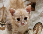 Кошки в Геленджике: Котята в добрые руки Мальчик, 10 руб. - фото 3