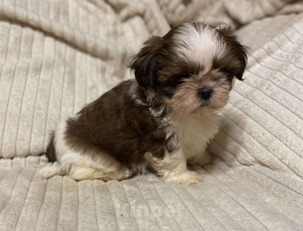Собаки в Санкт-Петербурге: Очаровательная девочка ши тцу  Девочка, 35 000 руб. - фото 7