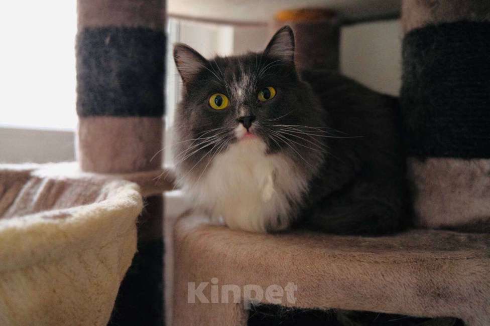 Кошки в Москве: Воздушная нежная кошечка Зефирка Девочка, Бесплатно - фото 6