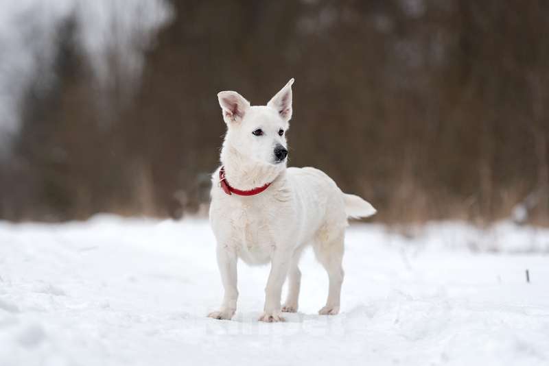Собаки в Москве: Коротколапик — метис вельш корги Бейли в добрые руки Девочка, Бесплатно - фото 2