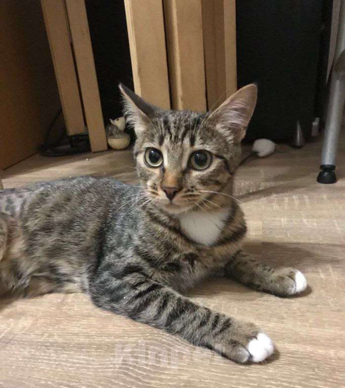 Кошки в Москве: ФераПонта Девочка, Бесплатно - фото 3