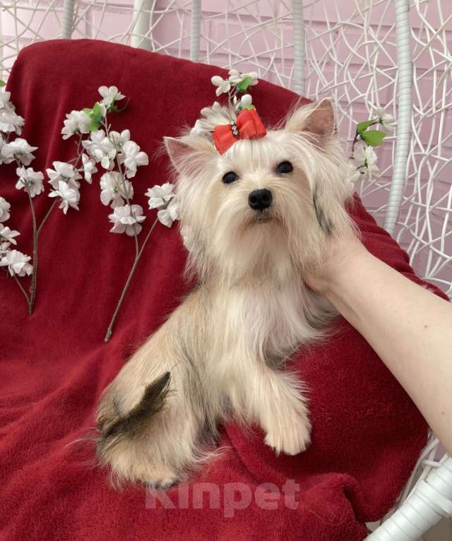 Собаки в Москве: Подрощенный йорк мини девочка золотая Девочка, 80 000 руб. - фото 5