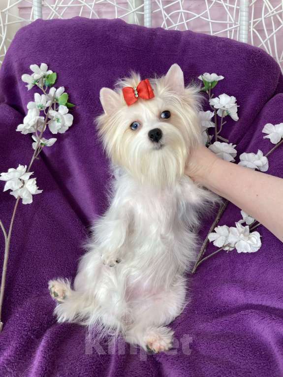 Собаки в Москве: Голубоглазый йорк белая девочка Девочка, 120 000 руб. - фото 9