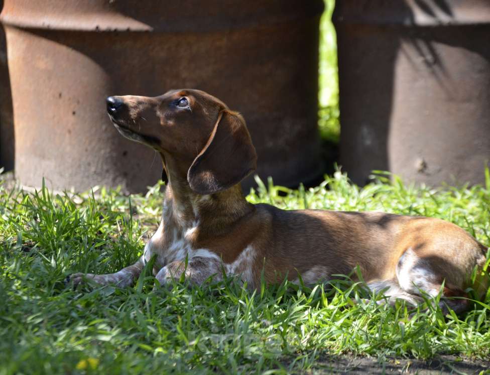Собаки в Тольятти: Такса стандартная (гладкошерстная) Девочка, 70 000 руб. - фото 7