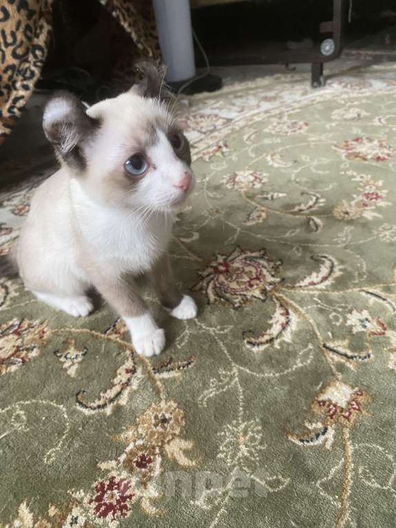 Кошки в Балашихе: Котенок Мальчик, 15 000 руб. - фото 5