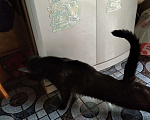 Кошки в Шахте: Пушистый полубританец - Хока Мальчик, 10 руб. - фото 4