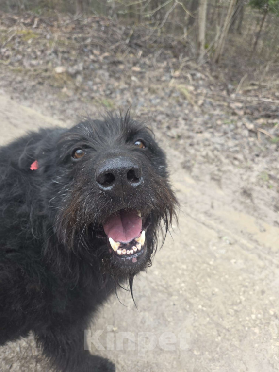 Собаки в других городах Московской области: Малыш ищет дом Мальчик, Бесплатно - фото 3