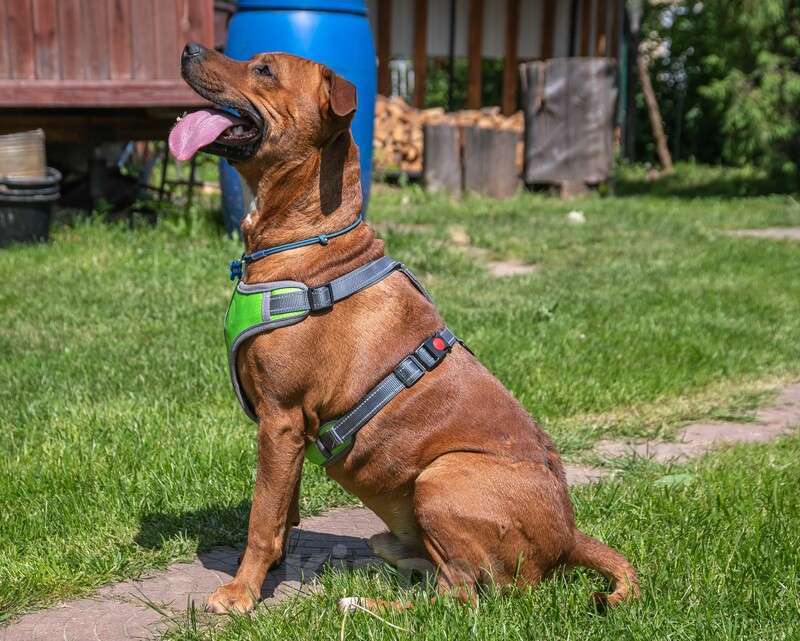 Собаки в Москве: Молодой добрый питбуль Скай в добрые руки Мальчик, 1 руб. - фото 5